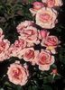 rózsaszín Virág Grandiflora Emelkedett fénykép