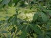 verde Floare Copac Hop, Mirositoare Cenușă, Cenușă Napolitana fotografie