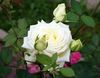 biely Kvetina Hybrid Čajovej Ruže fotografie