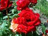 rdeča Cvet Hybrid Tea Rose fotografija