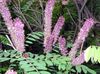 紫丁香 花 靛蓝灌木，紫穗槐，混蛋靛蓝，河流蝗虫 照片