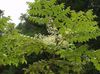 ruduo Japonijos Angelica Medis