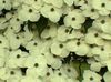 alb Floare Kousa Dogwood, Dogwood Chineză, Japoneză Dogwood fotografie