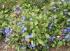 plava Cvijet Leadwort, Izdržljiv Plava Grafit foto