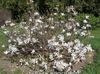 bianco Fiore Magnolia foto
