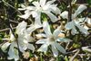 beyaz çiçek Manolya fotoğraf
