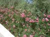ροζ λουλούδι Πικροδάφνη φωτογραφία