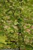 gul Oleaster, Kirsebær Silverberry, Goumi, Sølv Buffaloberry