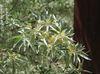 žlutý Květina Oleaster, Třešeň Silverberry, Goumi, Stříbro Buffaloberry fotografie