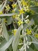 dzeltens Zieds Eļļas Koks, Ķiršu Silverberry, Goumi, Sudraba Buffaloberry foto