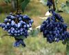 tamsiai mėlyna žiedas Oregonas Vynuogių, Oregonas Vynuogių Holly, Holly Salotinės Raugerškio nuotrauka