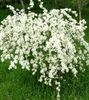 білий Квітка Екзохорда (Струноплоднік) фото