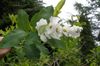 თეთრი ყვავილების მარგალიტი ბუში ფოტო