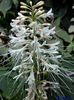 bijela Cvijet Photinia foto