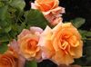 оранжев Цвете Polyantha Роза снимка