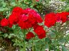 červená Květina Polyantky Růže fotografie