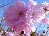 rosa Fiore Prunus, Susino foto