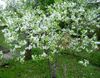 valge Lill Prunus, Ploomipuu foto