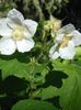 white Bloem Paars-Flowering Framboos, Thimbleberry foto