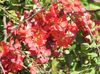 sarkans Zieds Cidonija foto