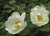 білий Квітка Троянди Паркові фото