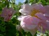 ვარდისფერი ყვავილების Rosa ფოტო