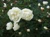 bílá Květina Růže fotografie