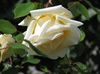 žltá Kvetina Ruže Tramp, Horolezectvo Ruže fotografie