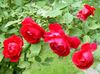 crvena Cvijet Porasla Rambler, Penjanje Ružu foto