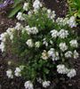 λευκό λουλούδι Ουίσκι Υγεία, Το Χειμώνα Υγείας φωτογραφία