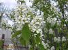 hvid Blomst Bærmispel, Snedækket Mespilus foto