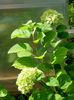 grøn Blomst Glat Hortensia, Vilde Hortensia, Sevenbark foto