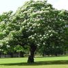 бял Цвете Южните Каталпа, Catawba, Индийски Боб Дърво снимка