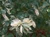 valkoinen Paprikaa Bush, Summersweet