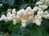 білий Квітка Бузок Амурський (Тріскун Амурський) фото
