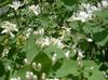белый Цветок Жимолость татарская фото