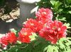 червоний Квітка Півонія Деревовидна фото