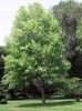 Απρίλιο-Μάιο Δέντρο Τουλίπα, Κίτρινο Λεύκες, Μανόλιας Τουλίπα, Whitewood