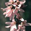 розов Цвете Бяло Forsythia, Корейски Abelia снимка