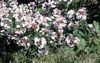 balts Zieds Balts Forsītijas, Korejiešu Abelia foto