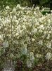 λευκό λουλούδι Μάγισσα Σκλήθρα, Fothergilla φωτογραφία