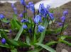 blå Blomma Siberian Scilla, Scilla foto