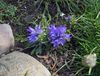 světle modrá Květina Stříbřitý Trpaslík Harebell fotografie
