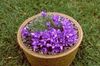 purpurs Zieds Sudrabaini Punduris Pulkstenīte foto