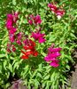 κόκκινος λουλούδι Snapdragon, Ρύγχος Νυφίτσα Του φωτογραφία