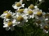 თეთრი ყვავილების Sneezewort, Sneezeweed, Brideflower ფოტო