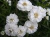 λευκό λουλούδι Sneezewort, Sneezeweed, Brideflower φωτογραφία
