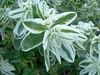 белый Цветок Молочай окаймленный (Эуфорбия маргината) фото