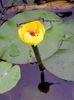 žltá Kvetina Južnej Spatterdock, Žltá Rybník Ľalie, Žltá Krava Ľalia fotografie