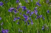 plava Cvijet Španjolski Bluebell, Drvo Zumbul foto